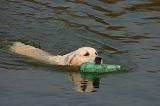 GOLDEN RETRIEVER 1082